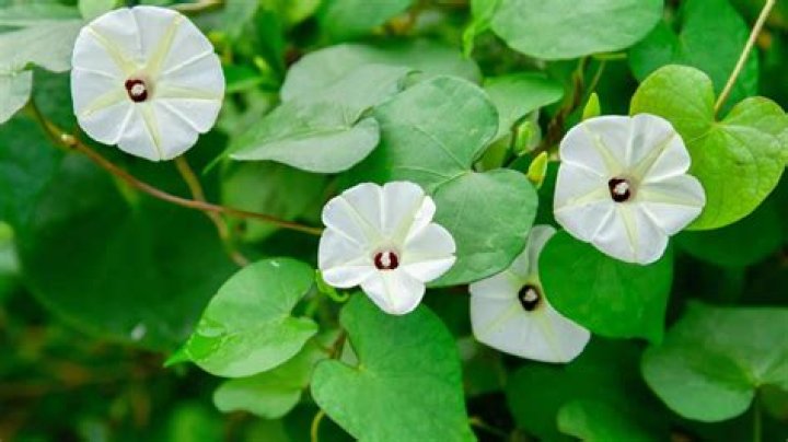 Charleston Gazette West Virginia Obituaries: A Comprehensive Guide