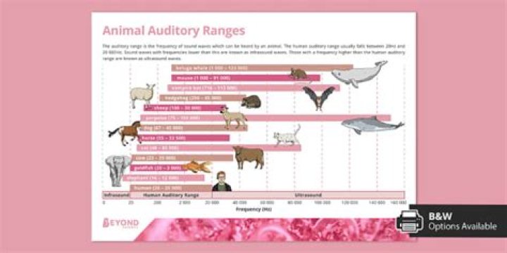 Dogs' Hearing Range Compared to Humans: Unveiling the Canine Auditory Advantage