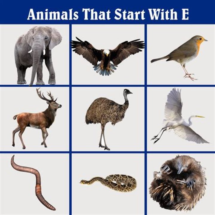 Exploring the Fascinating World of Letter E Animals