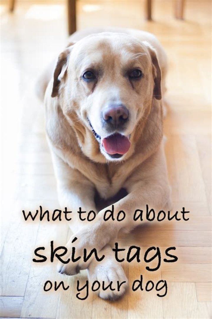 How to Treat Skin Tags on Dogs: A Comprehensive Guide