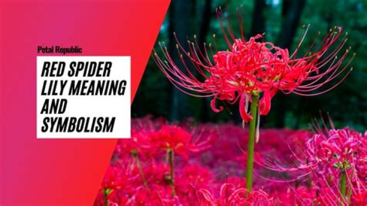 Red Spider Lily Meaning: Unveiling the Symbolism and Significance